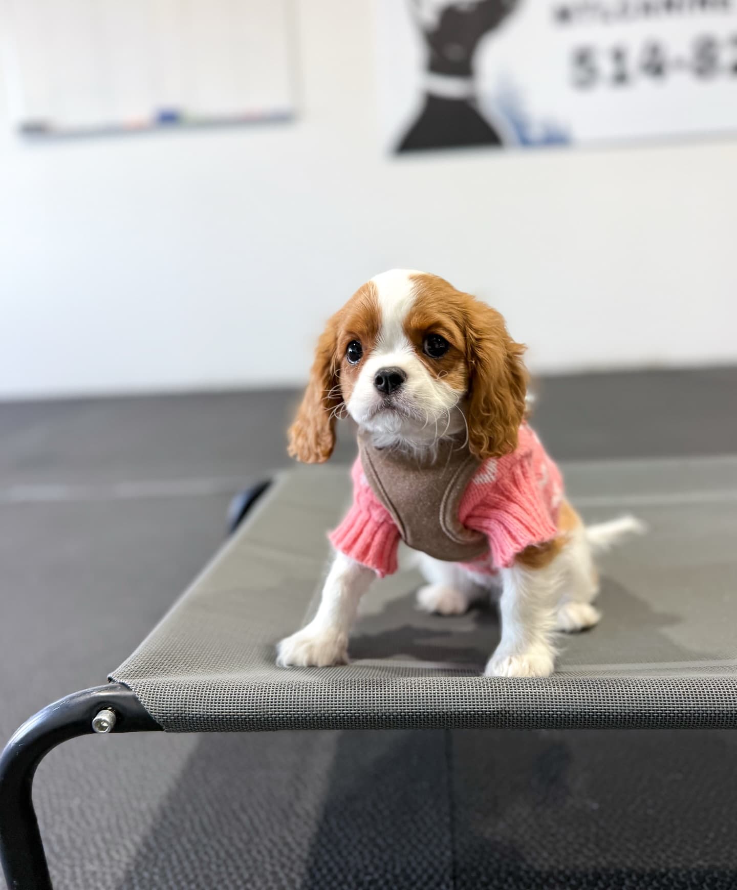 Puppy Socialization Class