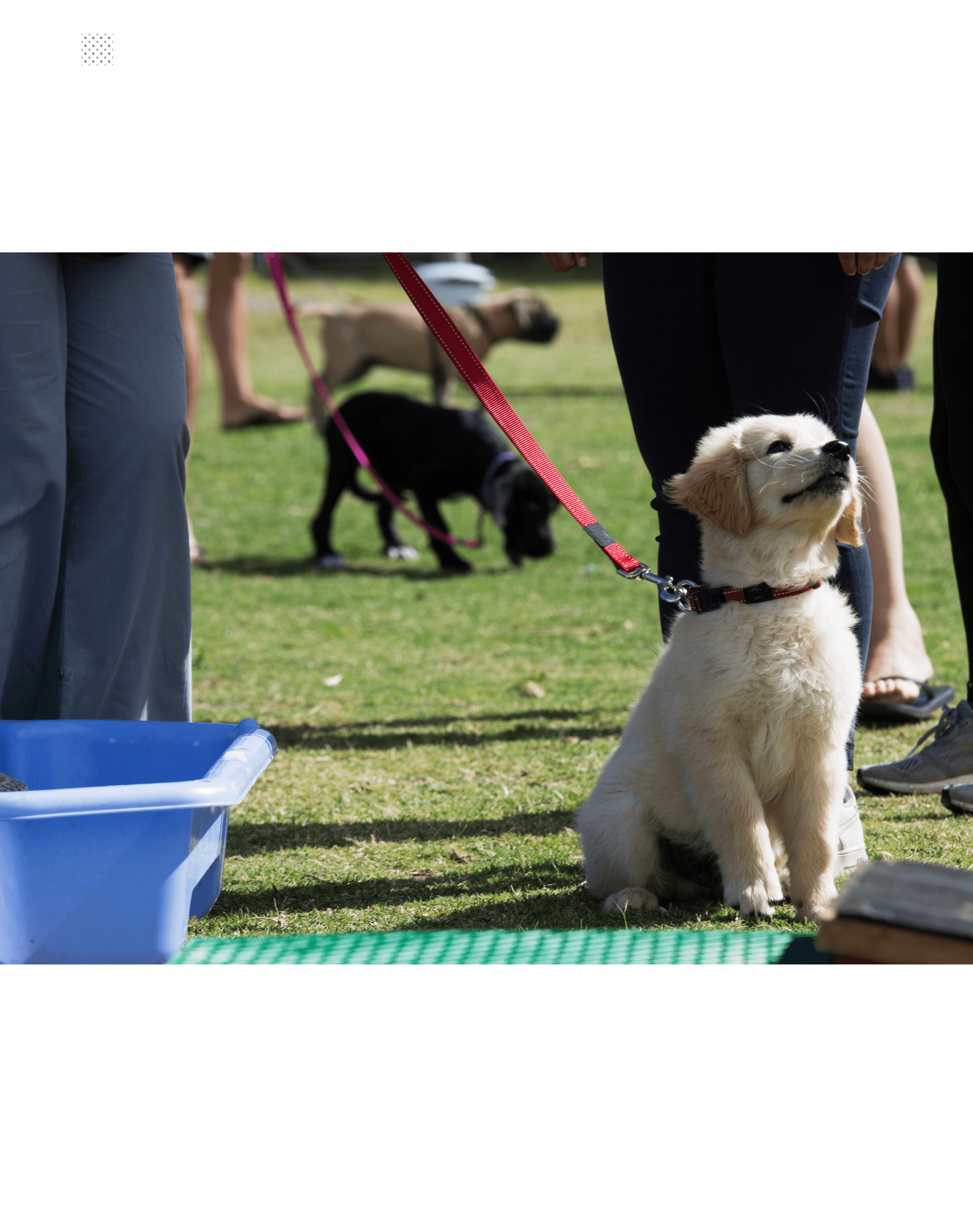 Teen Puppy Class
