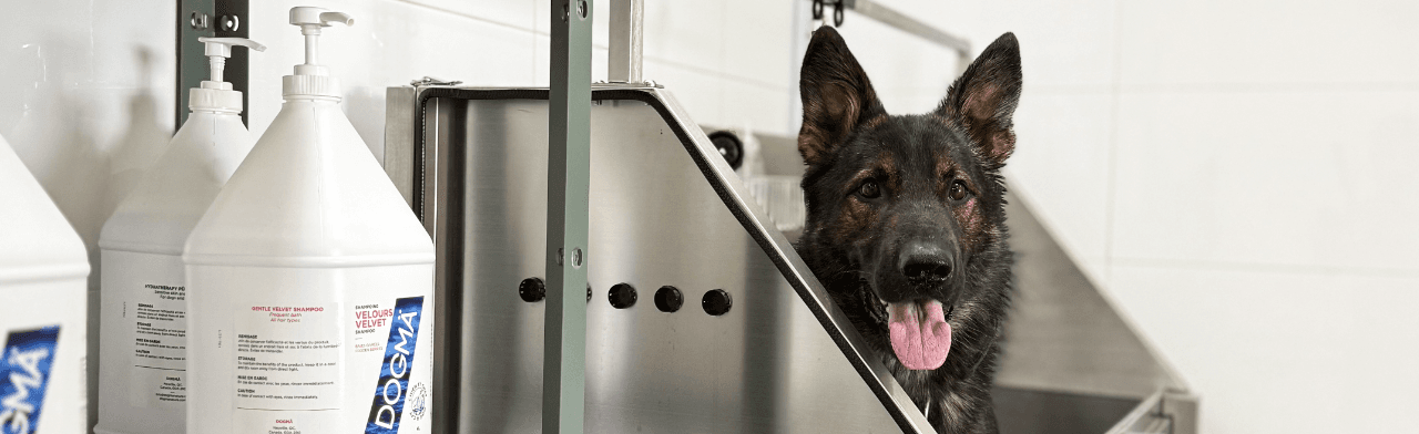 A German Shepherd in the MTL Canine Spa grooming bath