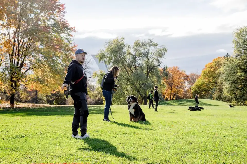 Montreal Canine Training