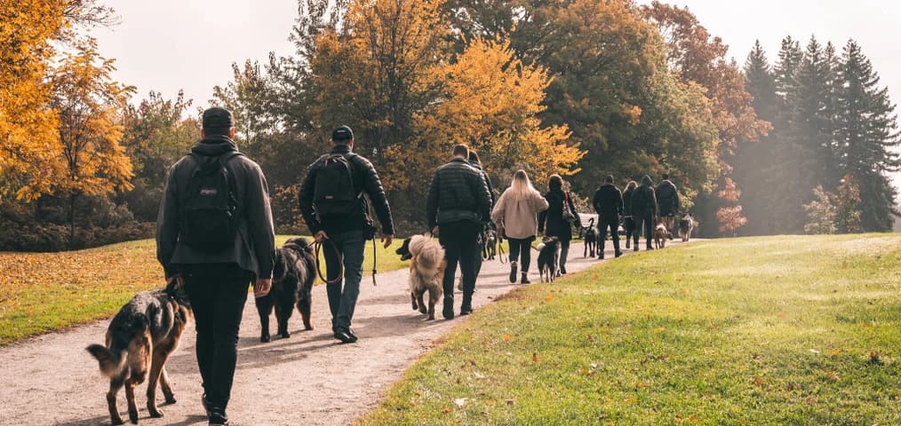 Promenade communautaire de MTL Canine Training avec les chiens et leurs propriétaires